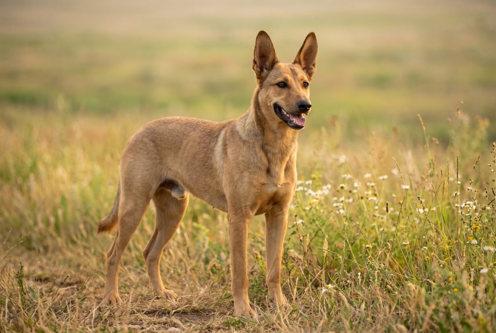An Africanis dog standing in a grassy field with wildflowers, looking off to the side with its mouth open and tongue visible. The dog has a short tan coat, large upright ears, and a lean, athletic build, with a softly blurred countryside background.