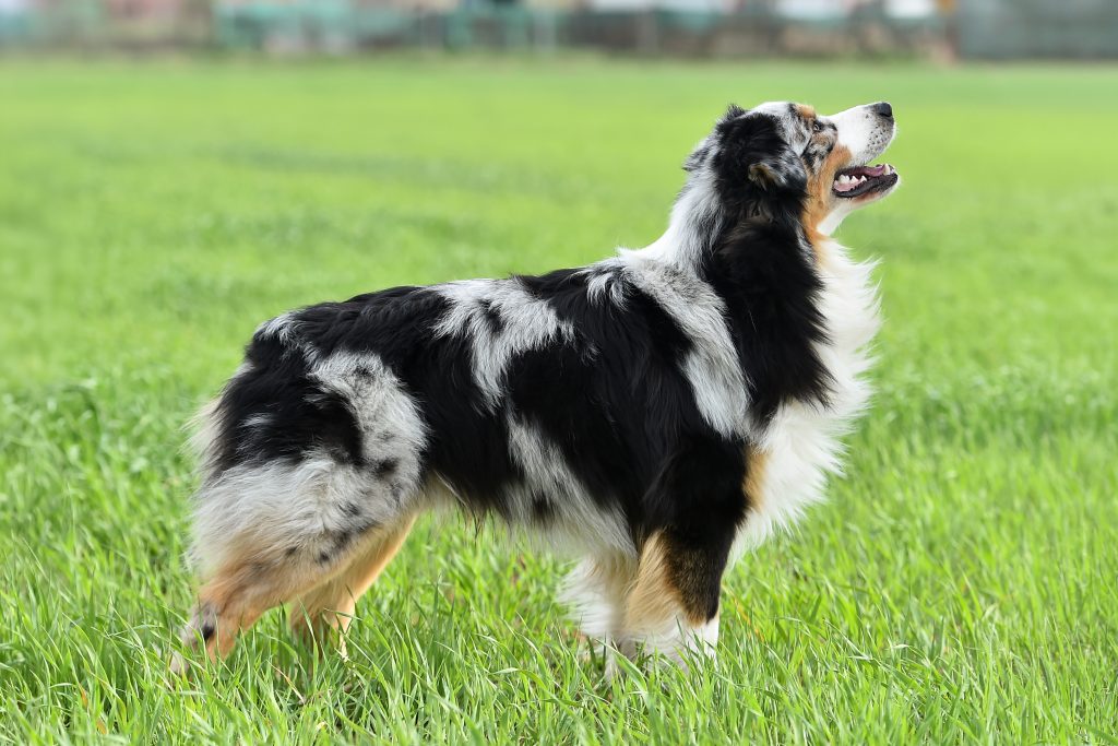 An Australian Shepherd with a blue merle coat stands in a lush green field, looking upward with an alert, happy expression. Its long, fluffy fur features black, gray, white, and tan markings, and the blurred background highlights the dog's athletic build.