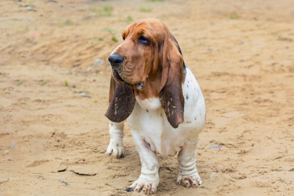 A Basset Hound with a brown-and-white coat and long droopy ears stands on sandy ground, looking off to the side with a calm expression. Sand clings to its ears and muzzle, highlighting its low-slung build and wrinkled features.
