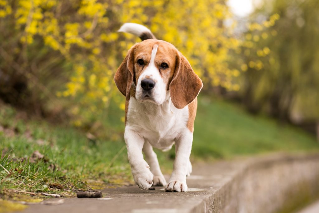 A Beagle walking toward the camera along a narrow path, with one paw raised mid-step. The dog has a tricolor coat of brown, black, and white, long floppy ears, and a focused expression, with a softly blurred background of green grass and bright yellow flowering shrubs.