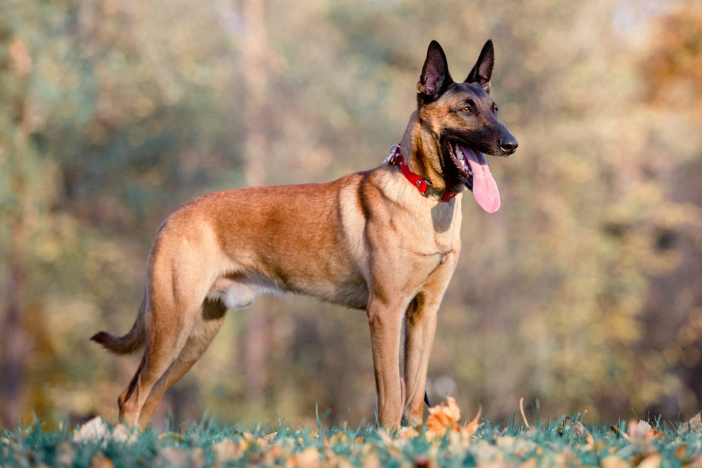 A Belgian Malinois with a tan coat and black mask stands on grass outdoors, wearing a red collar and panting with its tongue out. Its ears are upright and alert, with a softly blurred woodland background behind it.