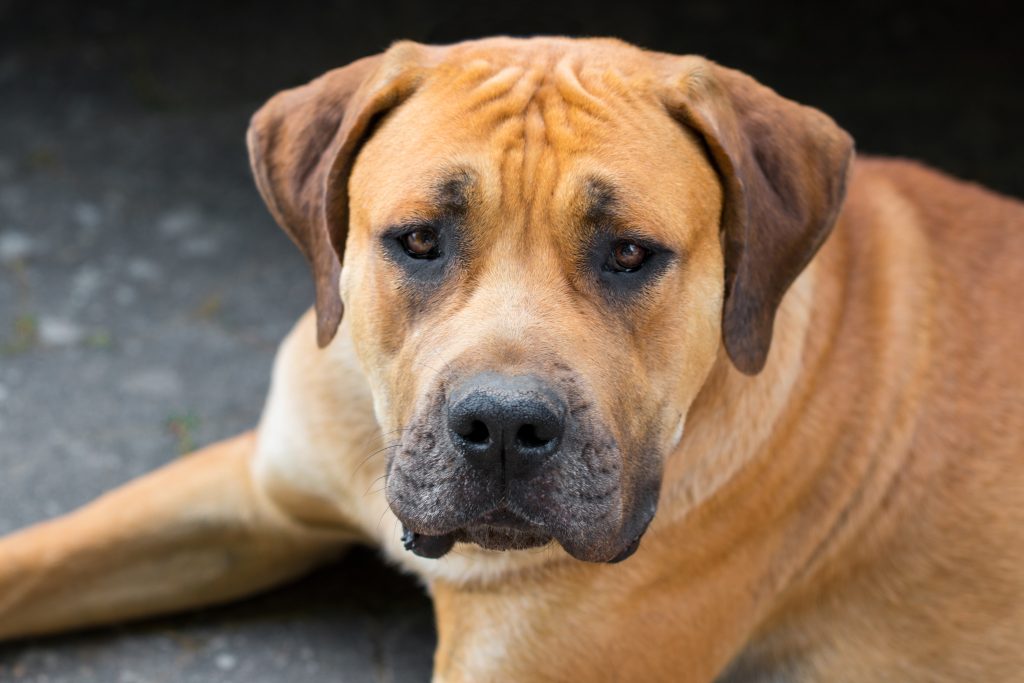 A close-up of a Boerboel lying down and looking directly at the camera. The dog has a short fawn-colored coat, a black muzzle, droopy ears, and a broad, muscular face, with a softly blurred dark background.