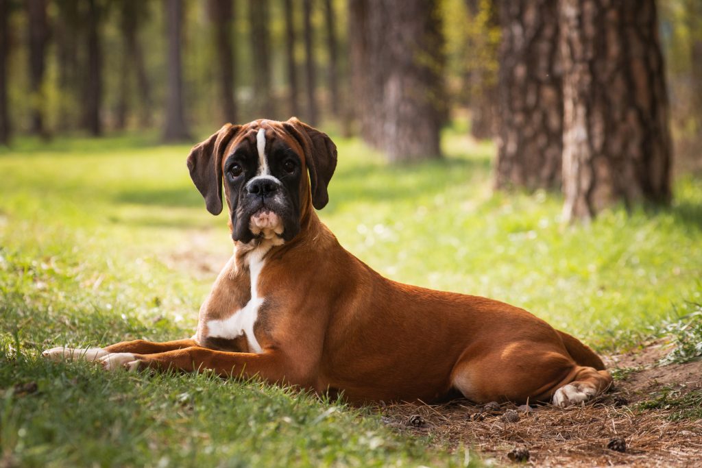 A fawn-colored Boxer with a black mask and white chest lies on a grassy forest path, looking directly at the camera. Tall trees and soft green foliage create a blurred woodland background, highlighting the dog's attentive expression.