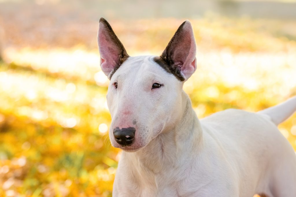 A white Bull Terrier with a distinctive egg-shaped head and upright ears stands outdoors, looking toward the camera. The dog has a mostly white coat with dark markings near the ears, set against a softly blurred background of golden autumn leaves.