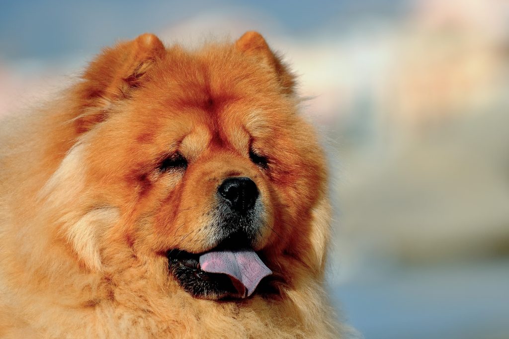 A close-up portrait of a Chow Chow with a thick reddish-gold coat and a lion-like mane. The dog has small ears, a broad face, and its distinctive blue-purple tongue visible as it pants, with a softly blurred outdoor background behind it.