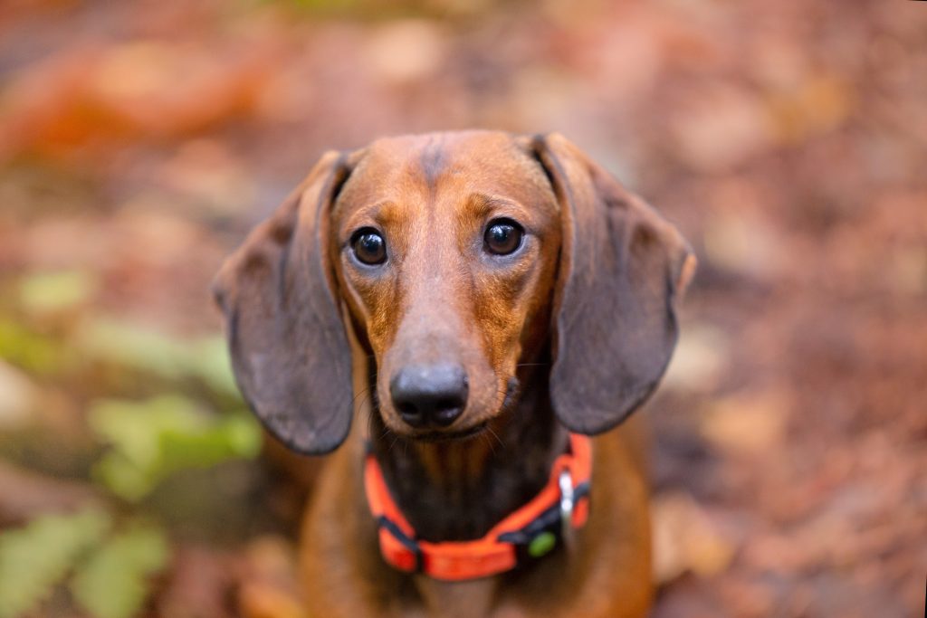 A close-up of a brown Dachshund with long floppy ears and large dark eyes, looking directly at the camera. The dog is wearing a bright orange collar, with a softly blurred background of fallen autumn leaves.