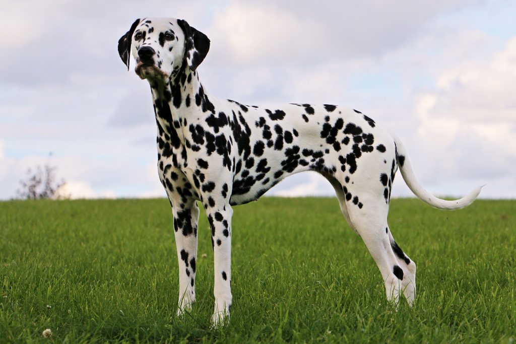 A Dalmatian standing in a green grassy field, facing slightly to the side. The dog has a white coat covered in distinctive black spots, a lean athletic build, and floppy ears, with a cloudy sky in the background.
