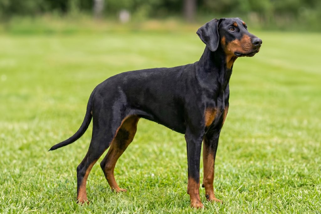 A black-and-tan Dobermann stands alert in a grassy field, looking off into the distance. The dog has a sleek, muscular build, a glossy coat, and a focused expression, with a softly blurred green background.