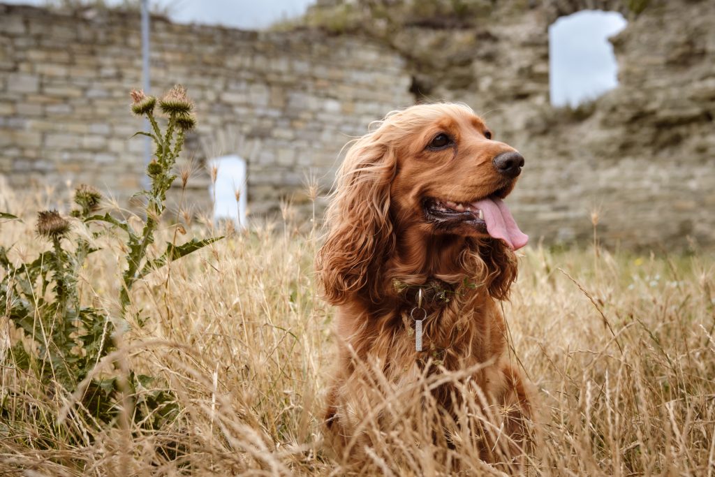 A golden-brown English Cocker Spaniel sits in tall dry grass with its tongue hanging out, looking attentively to the side. Its long wavy ears and silky coat are highlighted against a backdrop of weathered stone ruins and a cloudy sky.