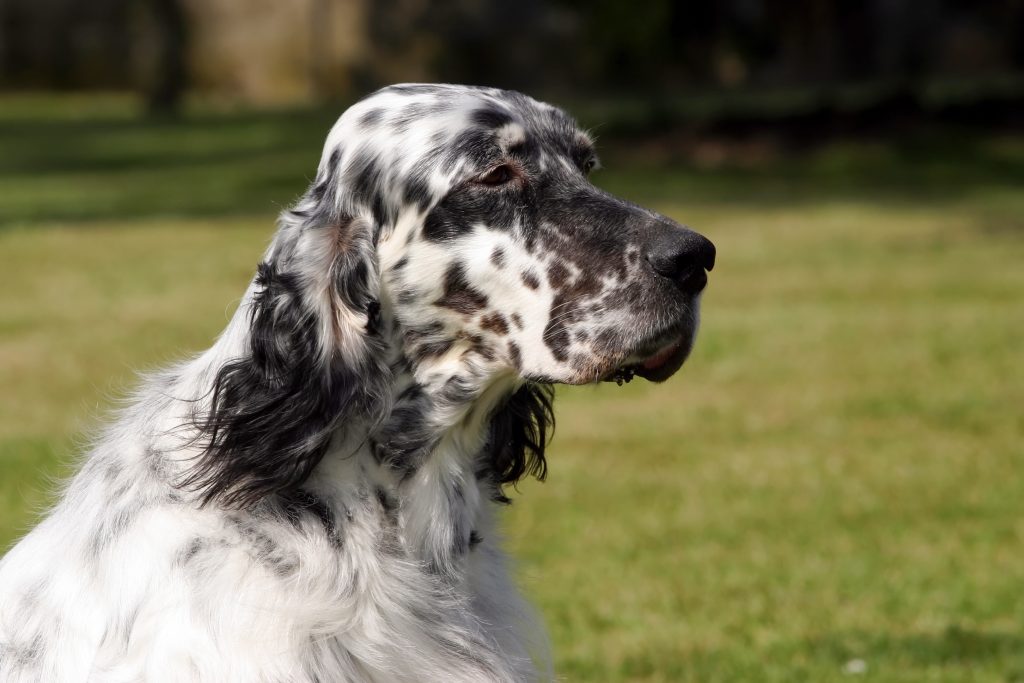 Close-up profile of an English Setter with a white coat covered in black speckles and markings. The dog’s long, feathered ears frame its face as it gazes attentively across a sunlit grassy field with a softly blurred background.