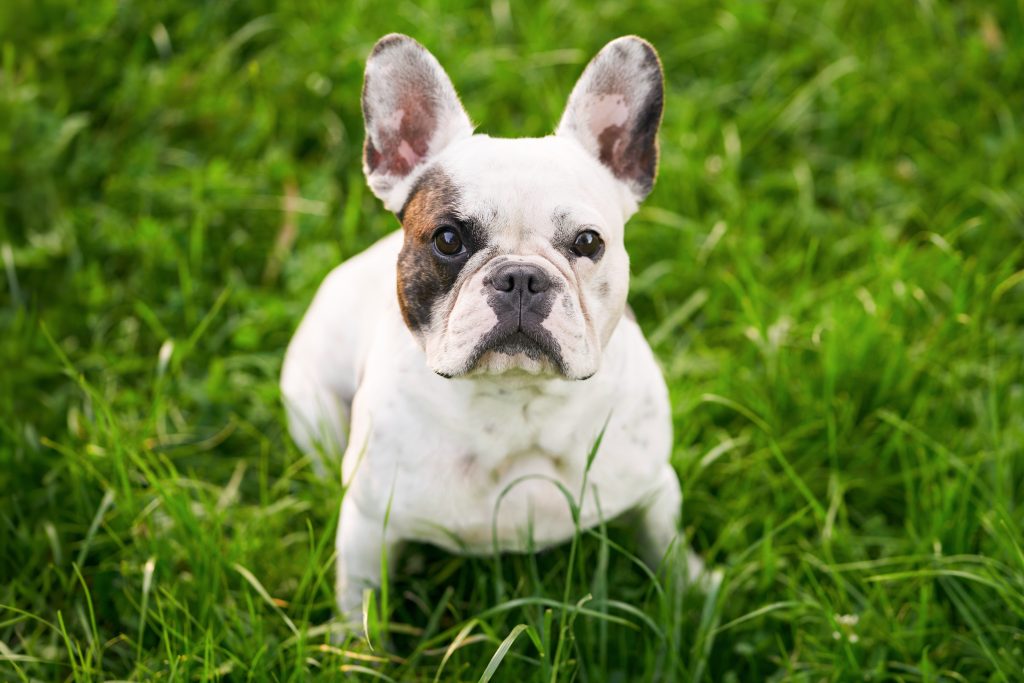 A white French Bulldog sitting in lush green grass, looking directly at the camera. The dog has large upright ears, a compact build, and a dark patch around one eye, with a softly blurred grassy background.