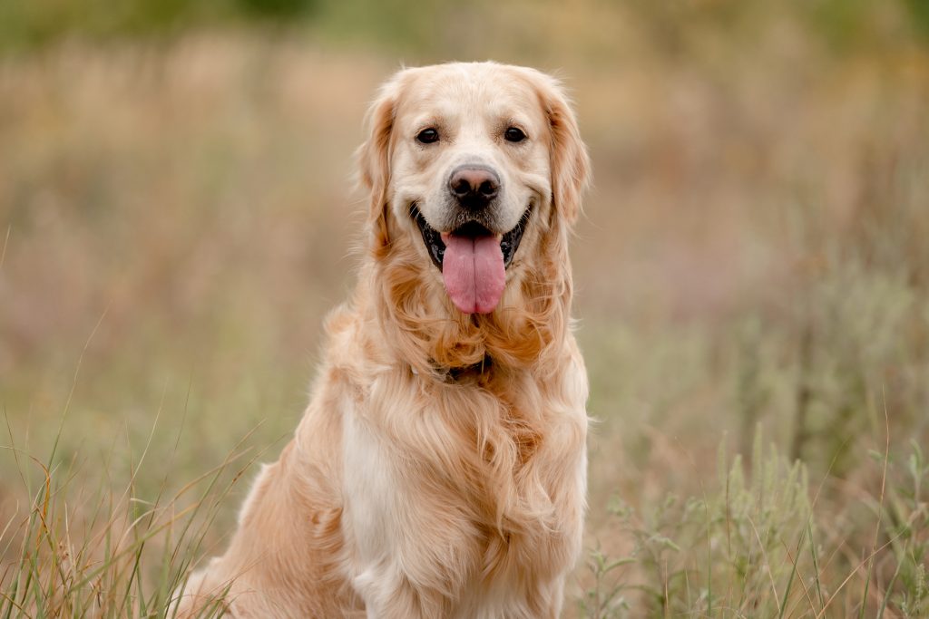 A Golden Retriever sitting in a grassy field, facing the camera with its mouth open and tongue hanging out. The dog’s golden coat is long and wavy, and the softly blurred background creates a warm, natural outdoor setting.