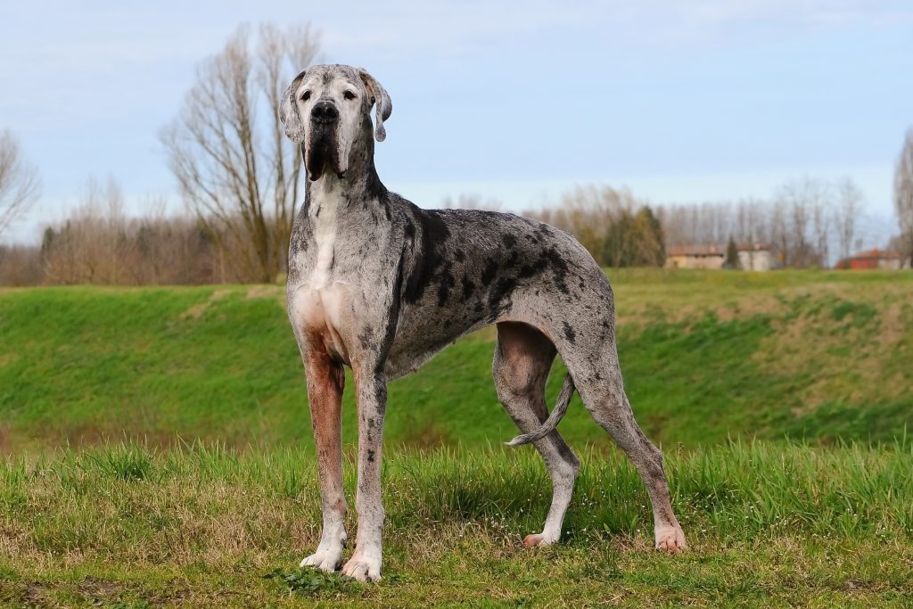 A large merle Great Dane stands alert in a grassy field, showing its tall, muscular frame and distinctive gray coat with black patches. Bare trees and a cloudy sky form a soft, natural backdrop behind the dog.