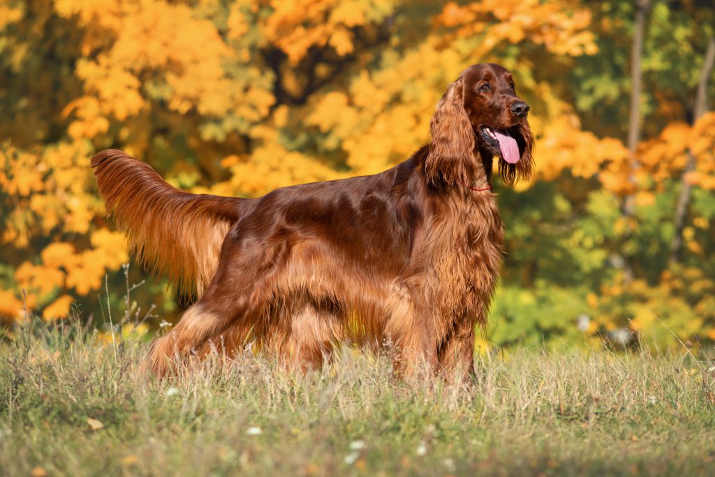An Irish Setter standing in a grassy field, facing to the side with its mouth open and tongue out. The dog has a rich mahogany-red coat with long feathering on its ears, chest, legs, and tail, set against a backdrop of vibrant golden autumn foliage.