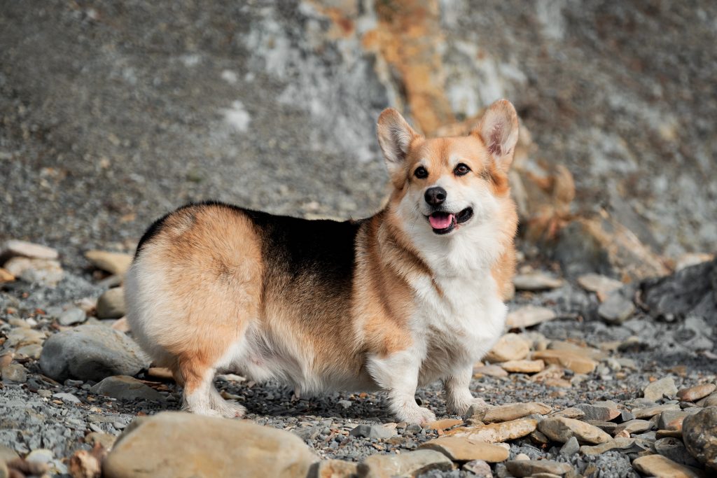A Pembroke Welsh Corgi with a tan, black, and white coat stands on a rocky surface in front of a stone cliff. The dog faces the camera with a happy expression, mouth slightly open, and ears perked upright.