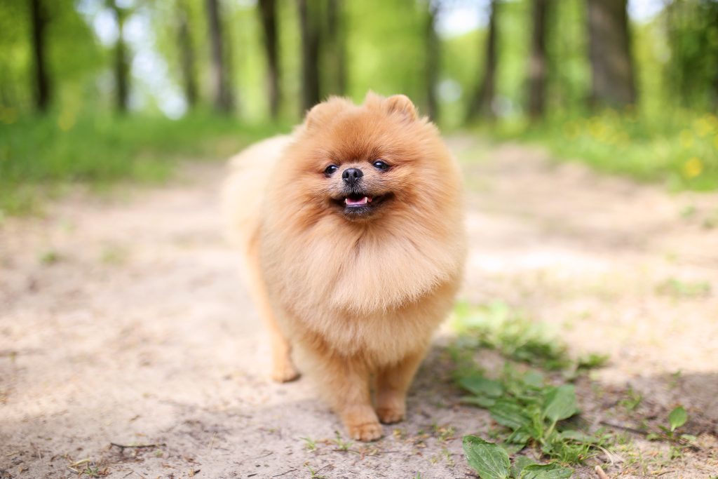 A fluffy tan Pomeranian walks along a dirt path in a green, tree-lined park, looking toward the camera with a cheerful expression and slightly open mouth.