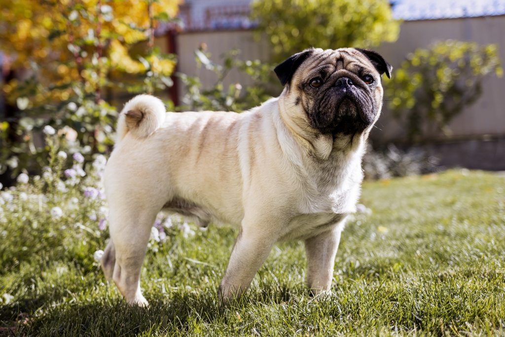 A fawn-colored Pug standing on a grassy lawn in a sunlit garden. The dog has a curled tail, a wrinkled face with a black muzzle, and is looking directly at the camera, with flowers and foliage softly blurred in the background.