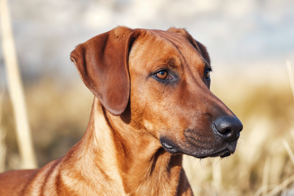 Close-up portrait of a Rhodesian Ridgeback with a short reddish-brown coat, floppy ears, and amber eyes, standing outdoors in a sunlit grassy field with a softly blurred background.