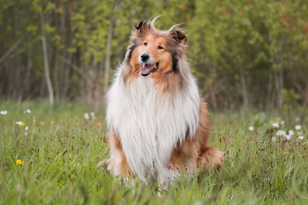 A sable-and-white Rough Collie sits in a grassy meadow dotted with wildflowers, facing slightly to the side. Its long, flowing white mane and thick coat stand out against a softly blurred backdrop of green trees, while its open mouth and relaxed expression give it a cheerful appearance.