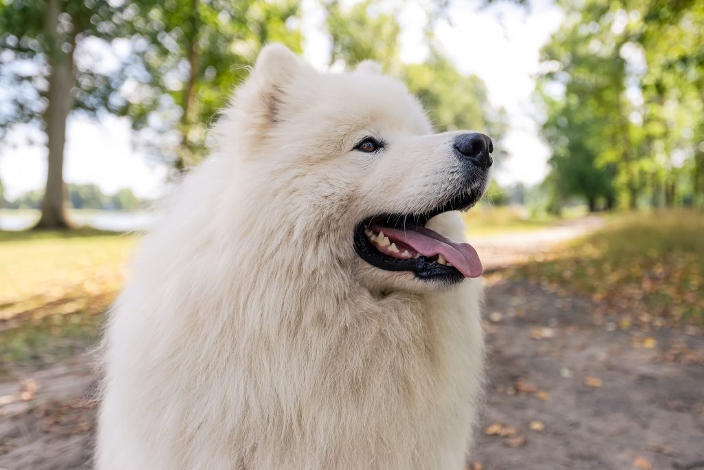 A fluffy white Samoyed dog stands outdoors on a tree-lined path, looking to the side with its mouth open and tongue out. Sunlight filters through the trees, creating a soft, natural background.