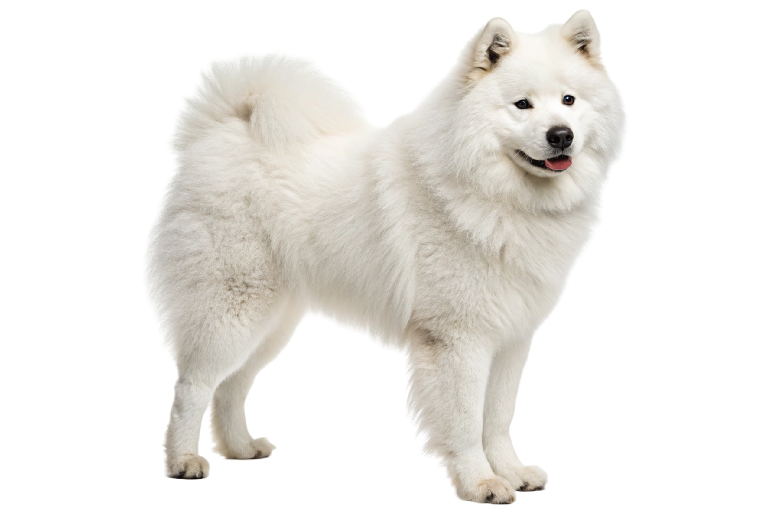 A fluffy white Samoyed standing in profile against a plain background, with a thick double coat, curled tail over its back, upright ears, and a slight smile with its tongue visible.