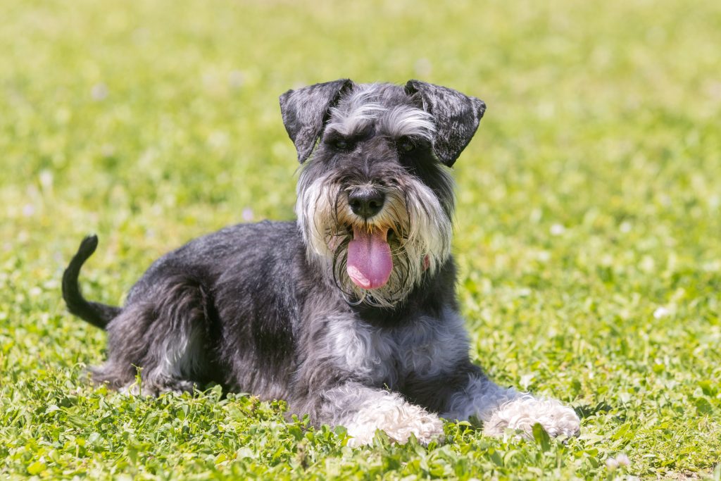 A Miniature Schnauzer lying on green grass, facing the camera with its tongue hanging out. The dog has a salt-and-pepper coat, bushy eyebrows, and a distinctive beard, with a bright, softly blurred grassy background.