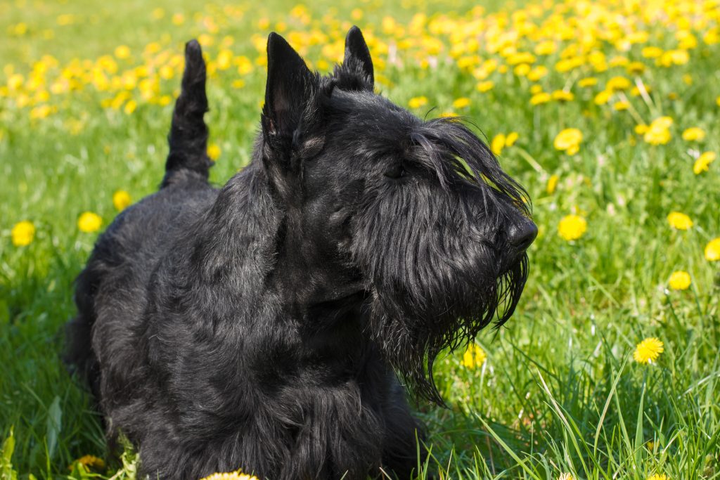 A black Scottish Terrier lying in a grassy field dotted with yellow dandelions. The dog has a wiry coat, pointed ears, and a long beard, and is looking to the side in a sunny outdoor setting.