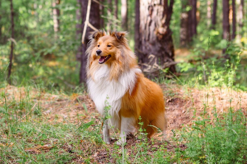 A Shetland Sheepdog sits in a sunlit forest clearing surrounded by grass and trees. The dog has a long, fluffy sable-and-white coat, a thick mane around its neck, and alert ears, with its mouth slightly open in a happy expression.