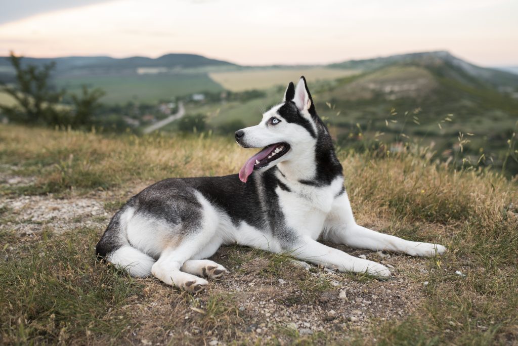 A black-and-white Siberian Husky with bright blue eyes lies on a grassy hillside, panting with its tongue out. Rolling hills and a scenic countryside landscape stretch across the softly blurred background under a pastel evening sky.