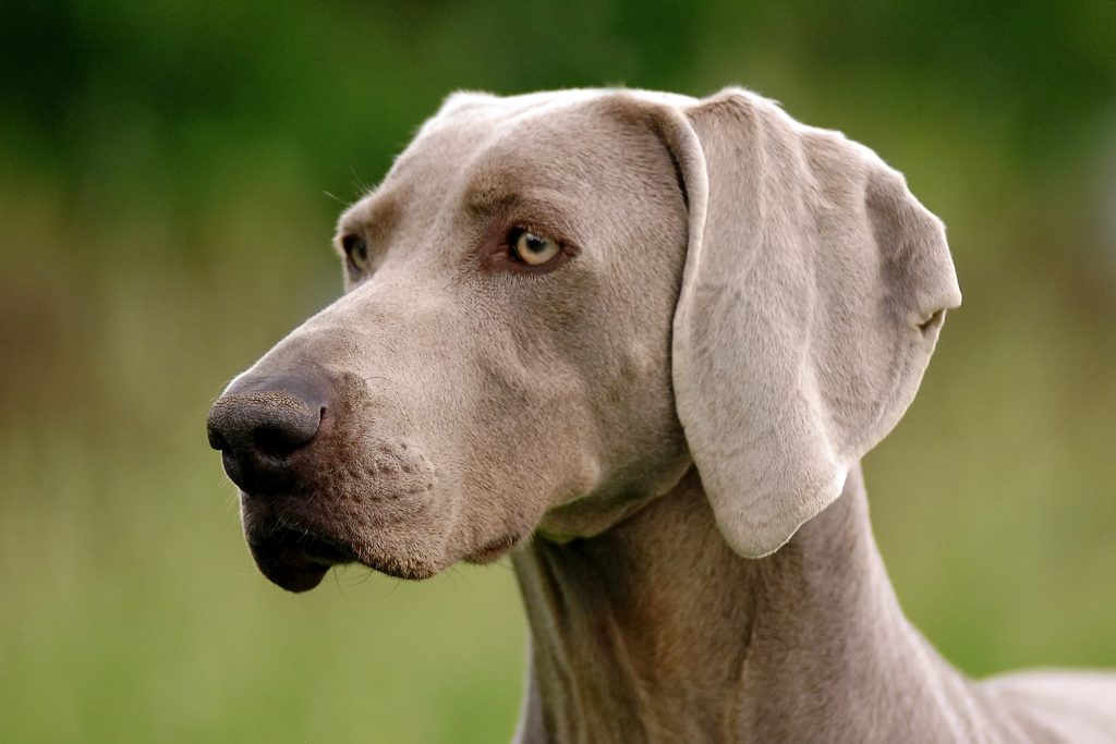 A close-up portrait of a Weimaraner dog with a sleek silver-gray coat and light amber eyes, looking attentively to the side against a softly blurred green outdoor background.