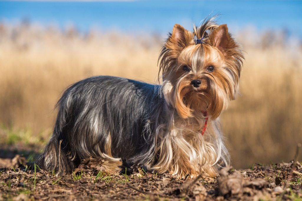 A Yorkshire Terrier standing outdoors on leaf-covered ground, looking directly at the camera. The small dog has a long silky black-and-tan coat, upright ears, and a topknot tied with a bow, with a softly blurred background of golden grass and blue sky.