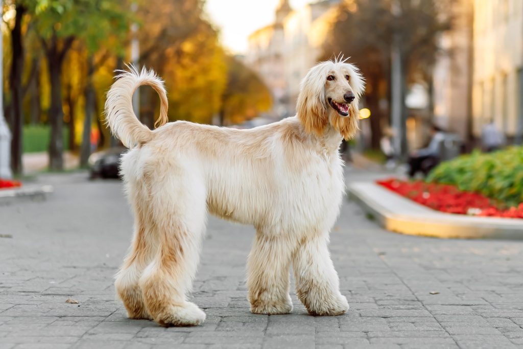 Cream-colored Afghan Hound standing on a paved city street, with its long silky coat, feathered ears, and curled tail prominently displayed. The dog looks alert and happy, while trees with golden autumn foliage and softly blurred buildings create a warm background.