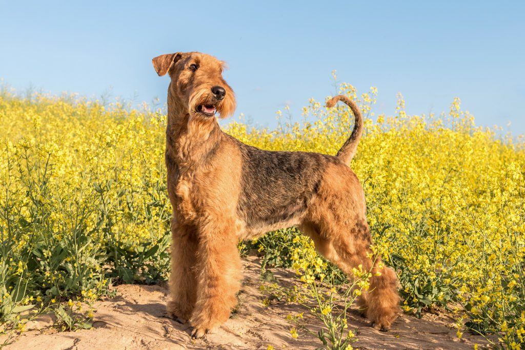 An Airedale Terrier stands alert in a field of bright yellow wildflowers under a clear blue sky. The dog has a wiry tan-and-black coat, a distinctive beard and eyebrows, and a curled tail, posing confidently on a sandy patch in warm sunlight.