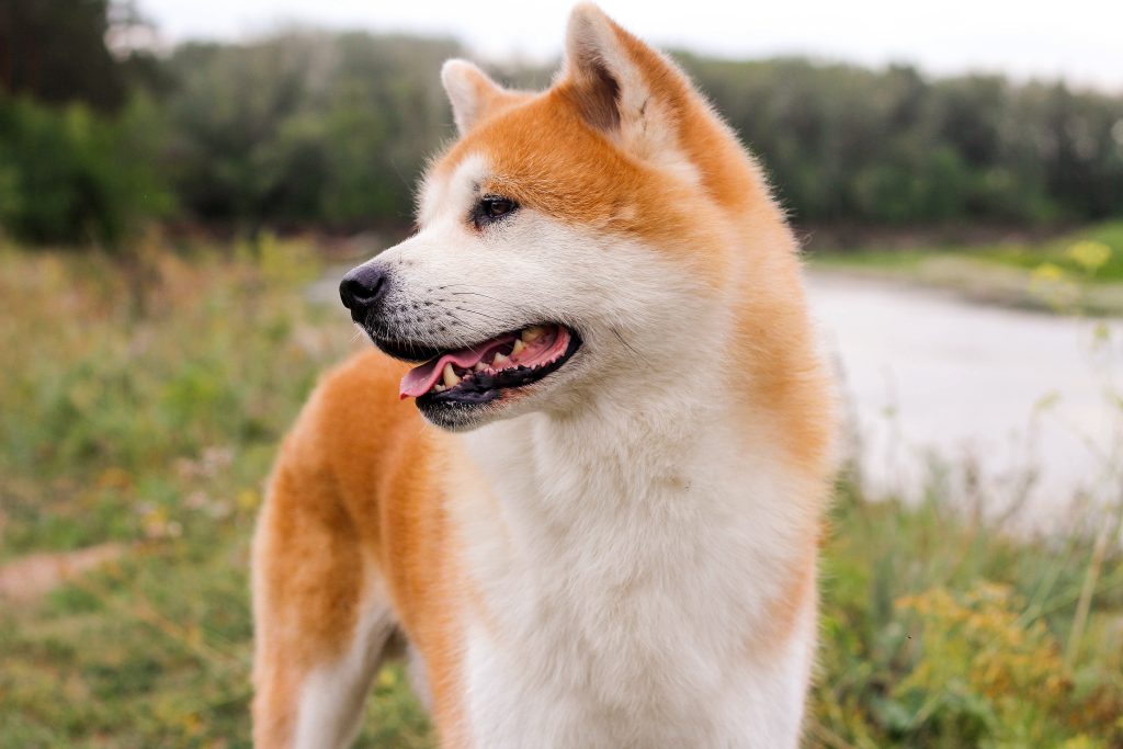 Red-and-white Akita dog standing outdoors on a grassy path, looking to the side with its mouth open and tongue slightly visible. The background is softly blurred with greenery and a winding trail.