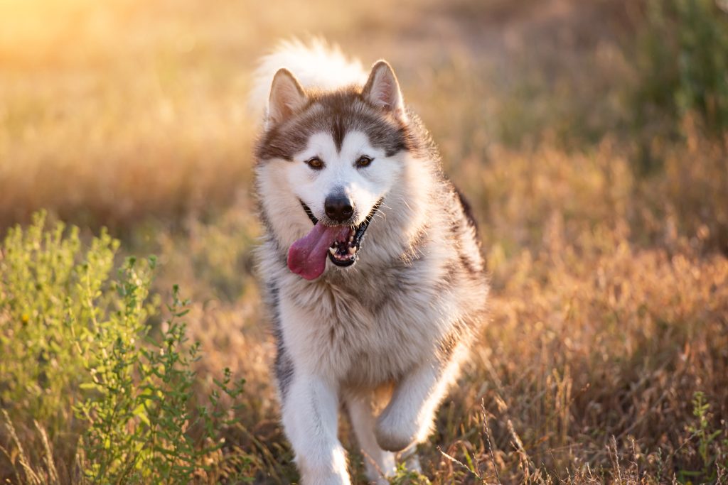 Fluffy Alaskan Malamute running through a sunlit grassy field, looking toward the camera with its tongue hanging out. Warm golden light highlights the dog's thick gray-and-white coat, while the background is softly blurred.