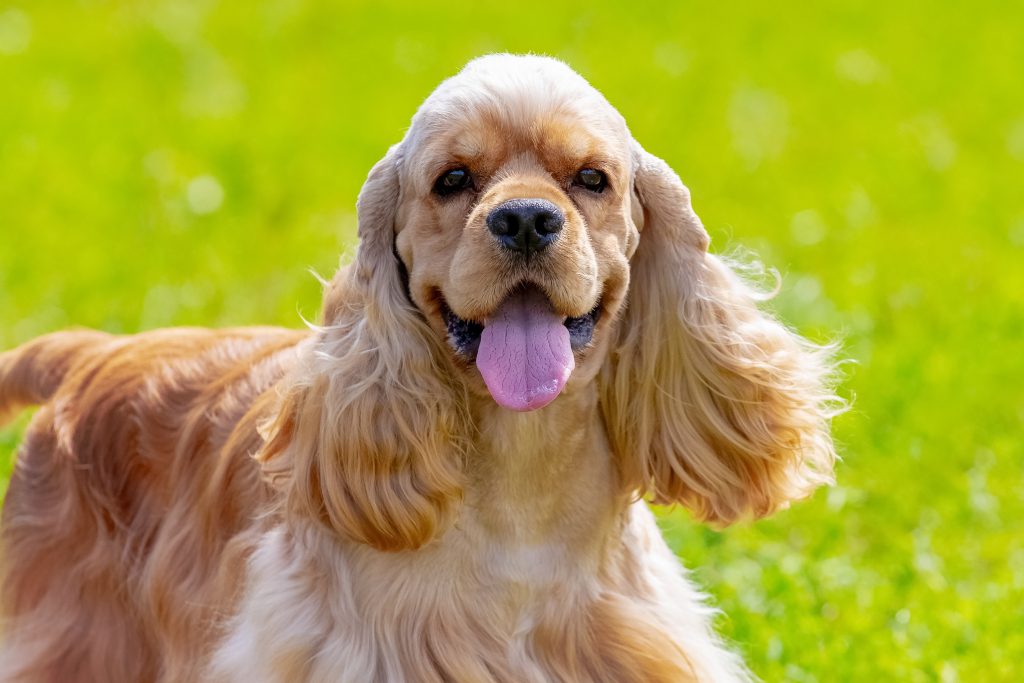 A cream-colored American Cocker Spaniel sits facing the camera against a black background. The dog has a long, silky coat, large dark eyes, a rounded head, and long feathered ears that hang beside its face, creating a soft and elegant appearance.