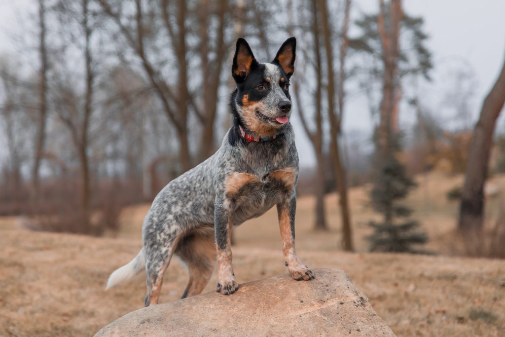 Australian Cattle Dog standing confidently on a large rock in a park-like setting, with a blue-speckled coat, black facial markings, tan points, and upright ears. The dog wears a red collar and looks off to the side, while leafless trees and a softly blurred natural landscape fill the background.