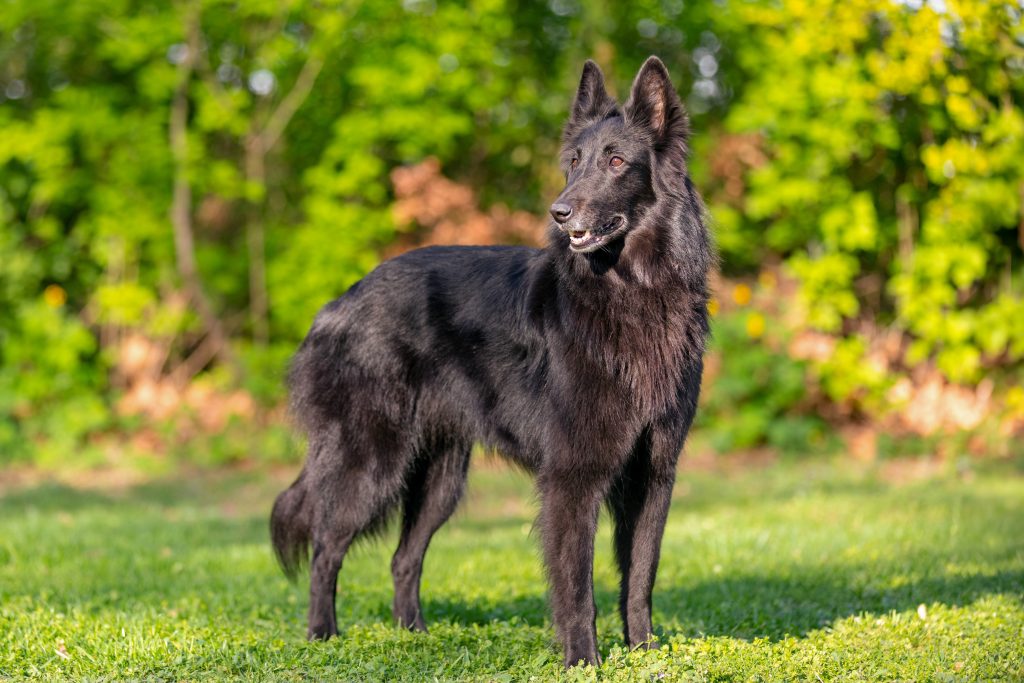 A black Belgian Sheepdog stands alert on a grassy lawn, looking off to the side. Its long, glossy coat, upright ears, and intelligent expression are highlighted by bright sunlight, with a lush green woodland background softly blurred behind it.