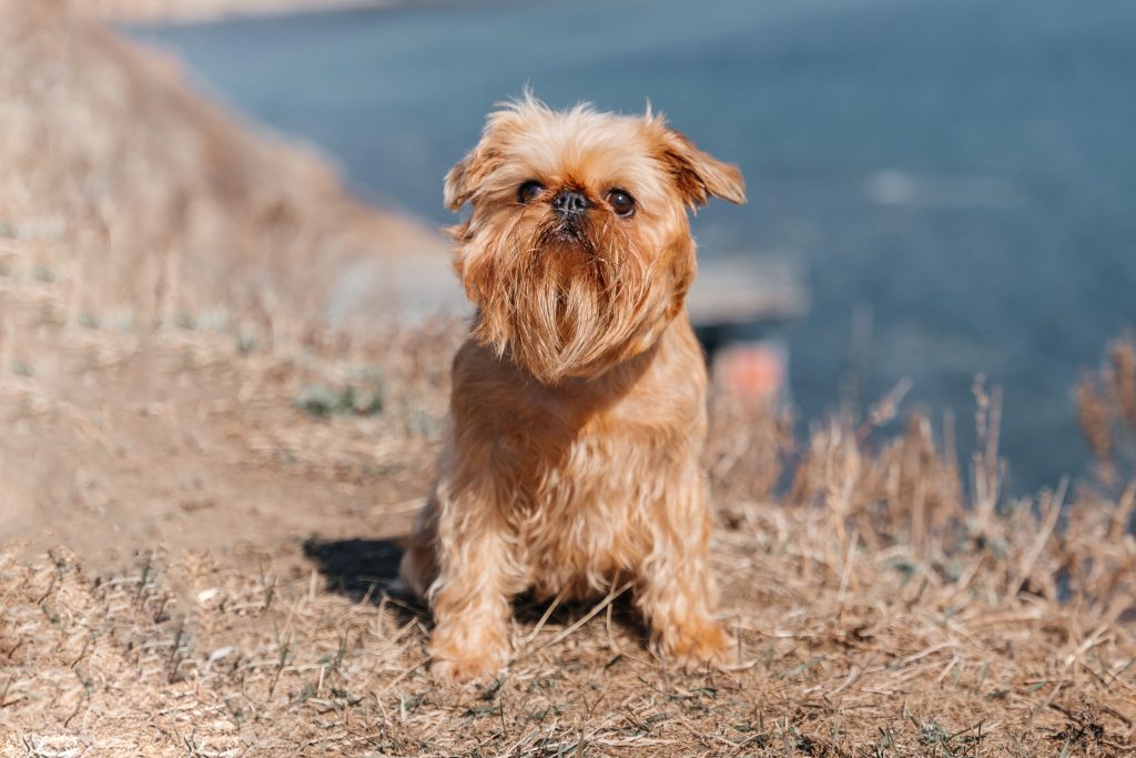 A small tan Brussels Griffon stands on a dry grassy shoreline near a calm body of water. The dog has a shaggy coat, distinctive beard, and expressive dark eyes, looking attentively toward the camera. The background is softly blurred, highlighting the dog against the natural outdoor setting.
