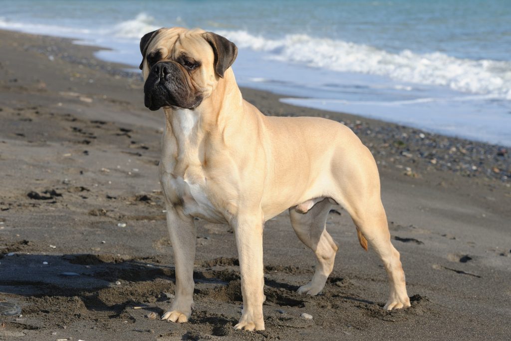 A large fawn-coloured Bullmastiff with a black mask stands alert on a sandy beach, facing slightly to the side. Gentle waves roll onto the shoreline in the background, while the dog’s muscular build and broad chest are highlighted by the natural daylight.