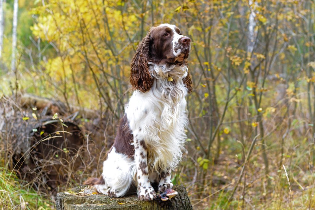 English Springer Spaniel with a liver-and-white coat sitting on a tree stump in a woodland setting, looking attentively into the distance with long feathered ears and a wavy coat.