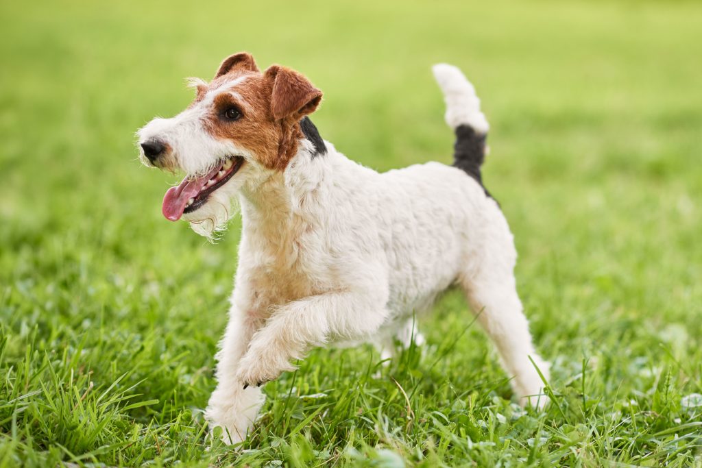 A cheerful Wire Fox Terrier with a white wiry coat and brown-and-black markings trots through lush green grass. The dog has its mouth open, tongue hanging out, and one front paw raised, giving it an energetic and playful appearance.