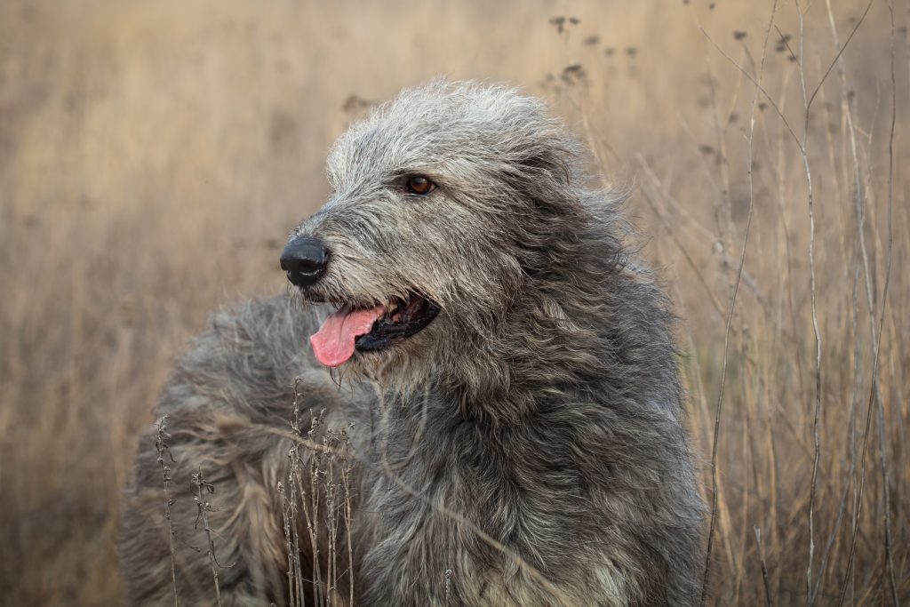 Irish Wolfhound standing in a field of tall, dry grass, looking off to the side with its mouth open and tongue slightly out. The large dog has a shaggy gray coat, a long muzzle, and a gentle expression. The softly blurred natural background emphasises the breed’s rugged appearance and impressive size.