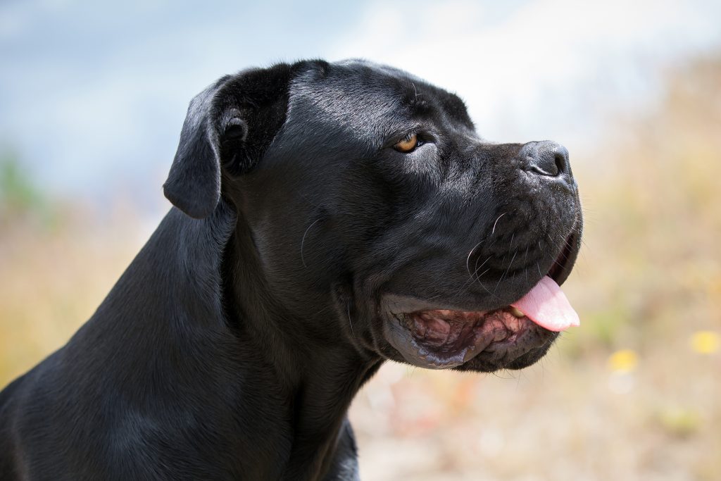 A close-up side profile of a black Cane Corso dog outdoors, showing its muscular head, glossy short coat, folded ears, and amber-brown eye. The dog is panting slightly with its tongue visible, while a softly blurred natural background highlights its strong, attentive expression.