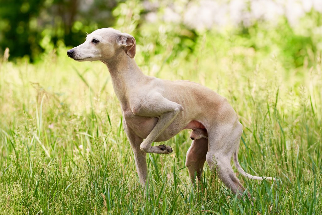 Light tan Italian Greyhound standing in tall green grass with one front paw raised. The slender dog is shown in profile, looking attentively to the left, with a blurred natural background of sunlit greenery.
