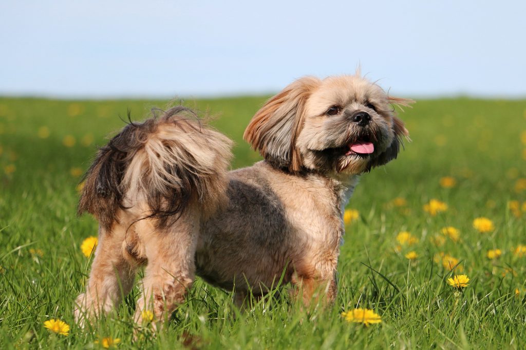 Lhasa Apso standing in a grassy field dotted with yellow wildflowers on a sunny day. The small dog has a neatly trimmed tan and gray coat, a fluffy curled tail carried over its back, and a cheerful expression with its tongue slightly out. The green meadow and soft blue sky create a bright, outdoor setting.