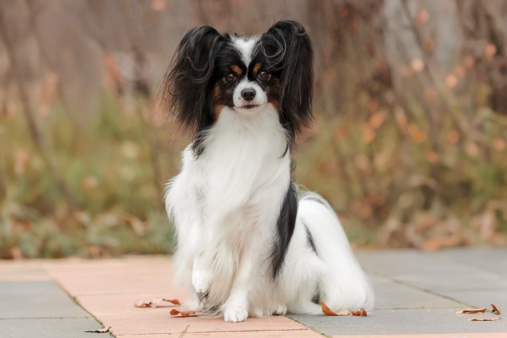 A small tricolour Papillon dog with a long, silky white coat and large black feathered ears sits on a paved path. The dog faces the camera with an alert expression, while a softly blurred background of autumn foliage in warm brown and gold tones creates a natural outdoor setting.