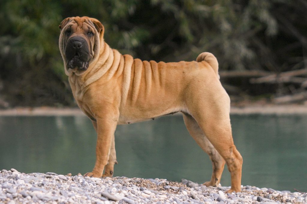 A fawn-coloured Chinese Shar Pei stands on a rocky riverbank, facing the camera in a confident stance. The dog’s distinctive loose skin forms deep wrinkles around its head, neck, and shoulders, while its small ears and tightly curled tail are clearly visible. Calm water and a blurred backdrop of trees create a natural outdoor setting.