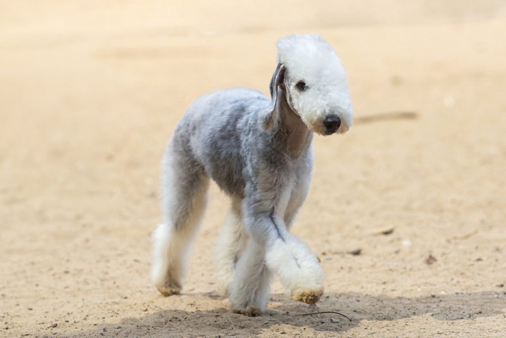 Bedlington Terrier with a freshly groomed coat walking along a sandy path, showing the breed's distinctive lamb-like appearance and elegant stance.