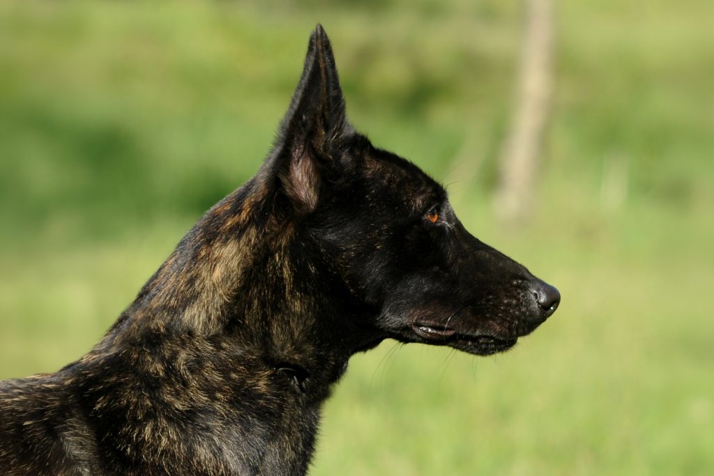Side profile of a brindle Dutch Shepherd with a black mask and upright ears, looking attentively to the right against a softly blurred green natural background.